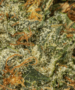 Motor Breath #15 (AAAA) - Image 3