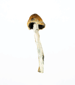 A-One Mushrooms - B Plus - Image 3