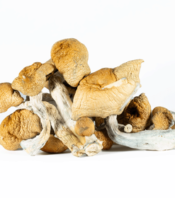 A-One Mushrooms - Hillbilly - Image 3