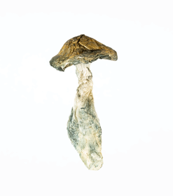 A-One Mushrooms - Makilla Gorilla - Image 3