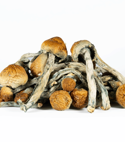 A-One Mushrooms - Trinity - Image 3