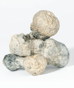 Albino Penis Envy (A.P.E) Mushrooms - Image 1
