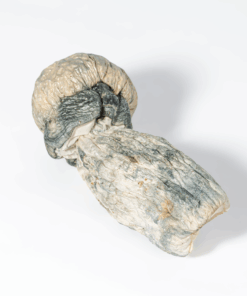 Albino Penis Envy (A.P.E) Mushrooms - Image 3