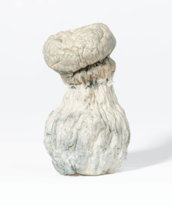 Albino Penis Envy (A.P.E) Mushrooms - Image 4