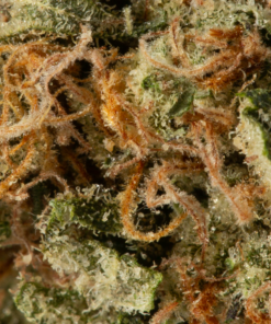Alaskan Thunder Fuck (AAA) - Image 5