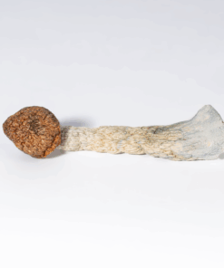 Blue Meanies Mushrooms - Image 1