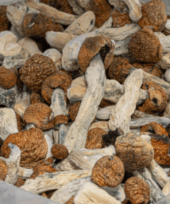 Blue Meanies Mushrooms - Image 4