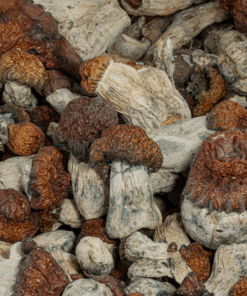 Blue Pulaski Mushrooms - Image 4