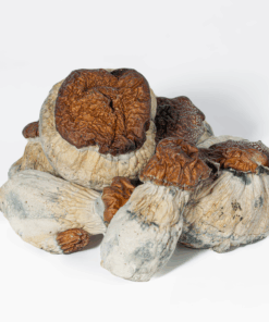 Bluey Vuitton Mushrooms - Image 1