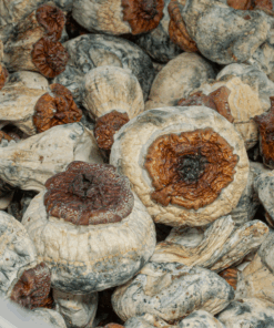 Bluey Vuitton Mushrooms - Image 4