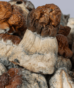 B+ Mushrooms - Image 2