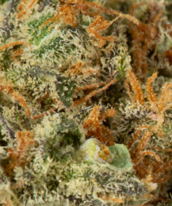 Blackberry x Blueberry (AA+) - Image 5