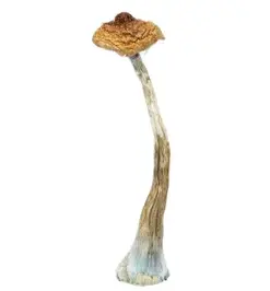 A-One Mushrooms - Brazilian - Image 1