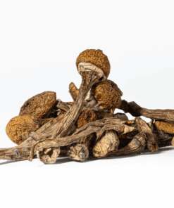 Super Thai Mushrooms - Image 6