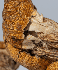 Super Thai Mushrooms - Image 3