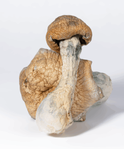 Code Blue Mushrooms - Image 3