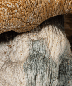 Code Blue Mushrooms - Image 4