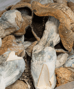 Code Blue Mushrooms - Image 5