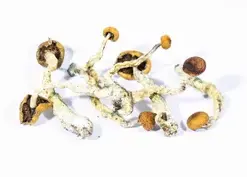 A-One Mushrooms - Creeper - Image 1