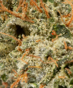 Critical Mass (AA+) - Image 5