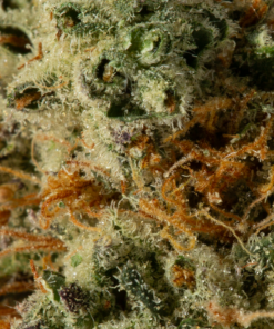 Donkey Butter (AAAA) - Image 5