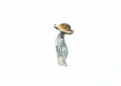 A-One Mushrooms - Ecuadorian - Image 1