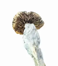 A-One Mushrooms - Ecuadorian - Image 2