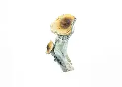 A-One Mushrooms - McKennaii - Image 1