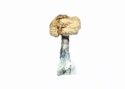 A-One Mushrooms - Koh Samui - Image 1