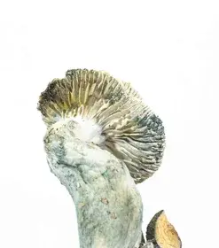 A-One Mushrooms - McKennaii - Image 2