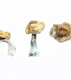 A-One Mushrooms - Koh Samui - Image 3