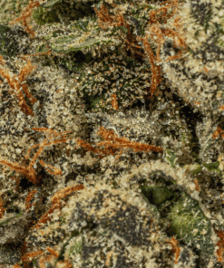Gastro Pop (AAA) - Image 5