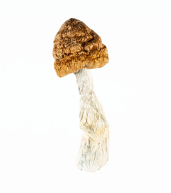 A-One Mushrooms - Golden Emperor - Image 3