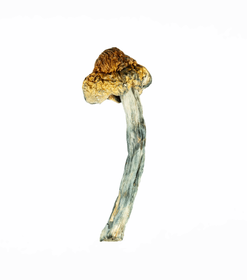 A-One Mushrooms - Golden Teacher - Image 3