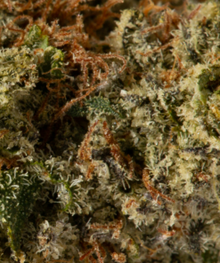Gelato (AAA+) - Image 5