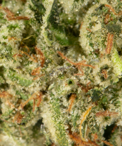 (Smalls) Godfather OG (AAAA) - Image 5