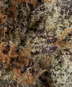 Hawaiian Honey Purple (Craft) - Image 5