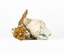 A-One Mushrooms - Lucid Gates - Image 1
