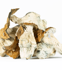 A-One Mushrooms - Lucid Gates - Image 2