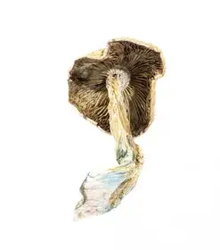 A-One Mushrooms - Amazonian - Image 2