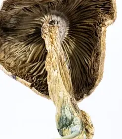 A-One Mushrooms - Amazonian - Image 3