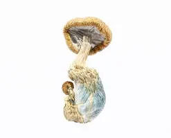 A-One Mushrooms - Amazonian - Image 1