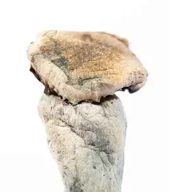 A-One Mushrooms - Golden Mammoth - Image 2
