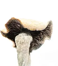 A-One Mushrooms - Golden Mammoth - Image 3