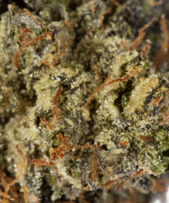 Master Bubba (AAA+) - Image 5