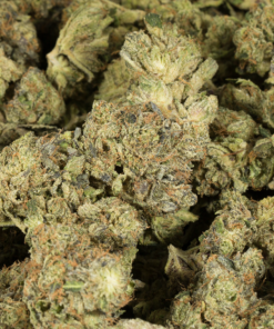 Master Bubba (AAA+) - Image 4