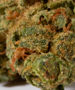Maui Mango Diesel (AA) - Image 5