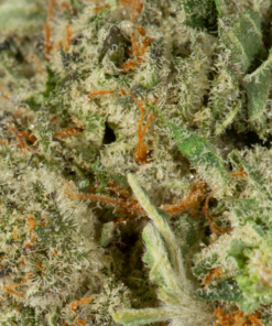 Maui Wowie (AAA) - Image 5