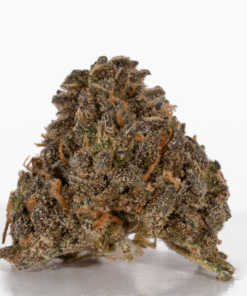 Mimosa (AAA) - Image 3