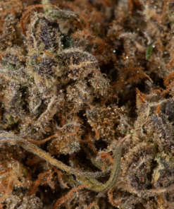 Mimosa (AAA) - Image 5